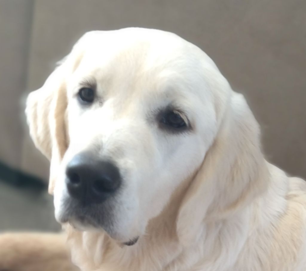 Umi little bear des puppys goldens love