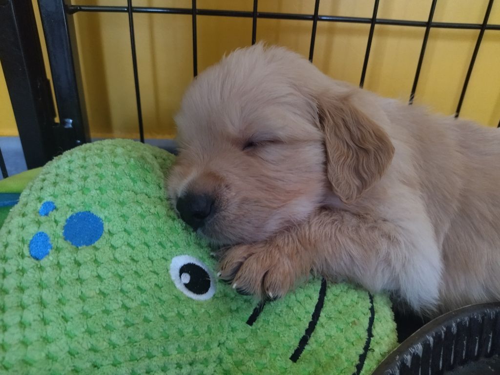 Chiots nés chez nous