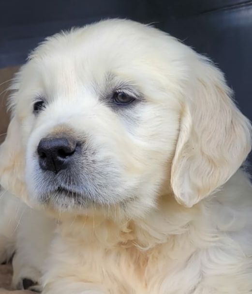Des Vents Sacrés D'Aubrio - Chiots disponibles - Golden Retriever