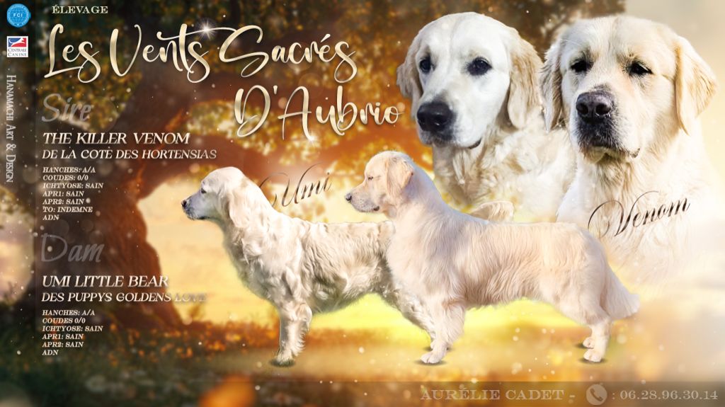Chiot Golden Retriever Des Vents Sacrés D'Aubrio