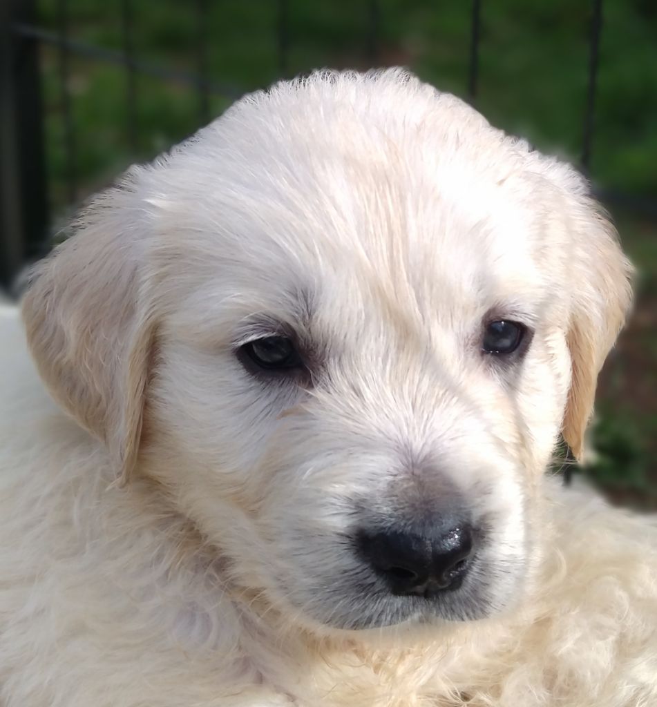 Des Vents Sacrés D'Aubrio - Chiots disponibles - Golden Retriever