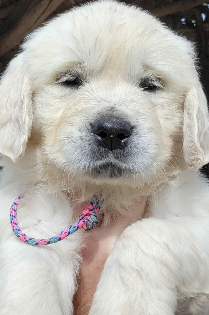 Des Vents Sacrés D'Aubrio - Chiots disponibles - Golden Retriever