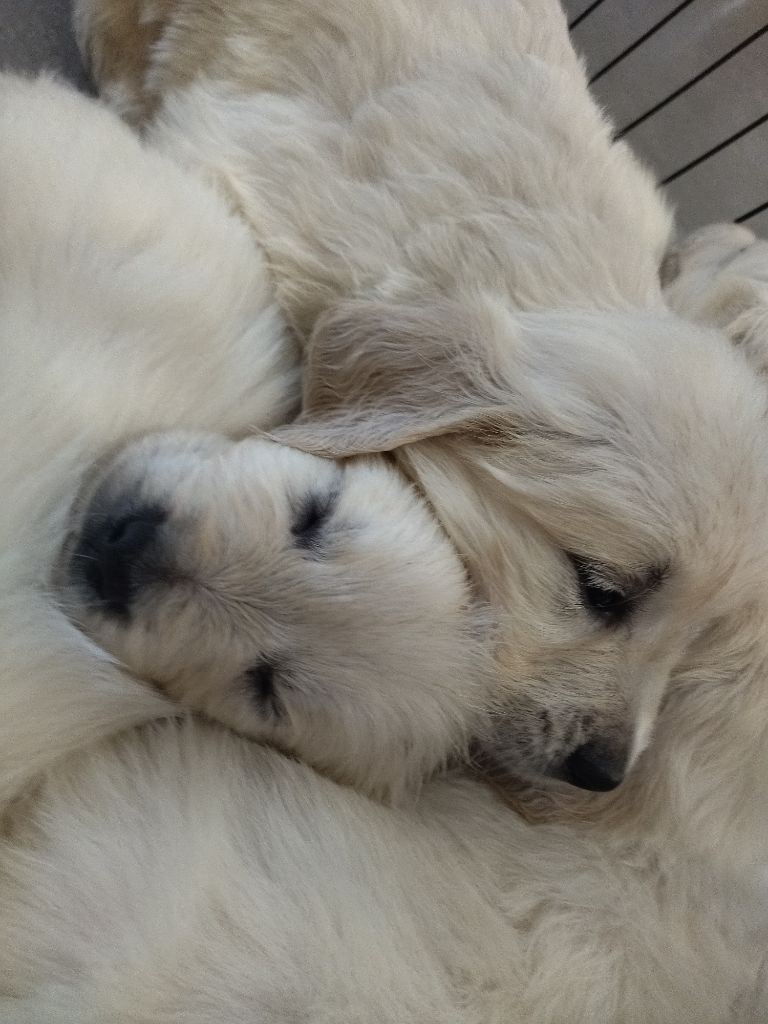 Des Vents Sacrés D'Aubrio - Chiots disponibles - Golden Retriever