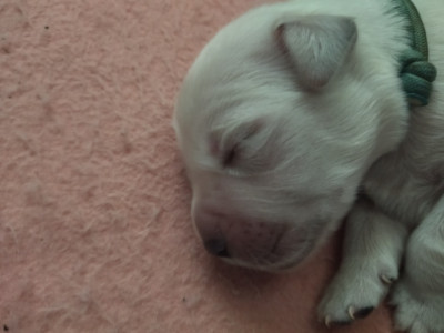 Chiot N°1