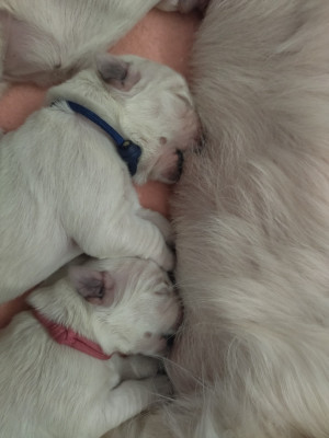 Chiot N°2