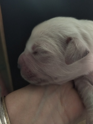 Chiot N°3