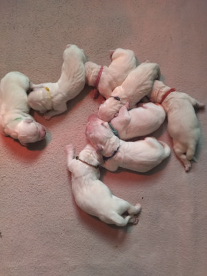 Chiot N°5
