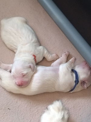 Chiot N°6