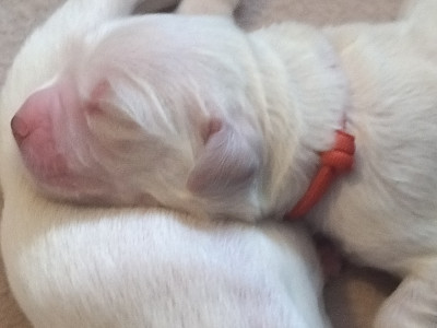 Chiot N°7