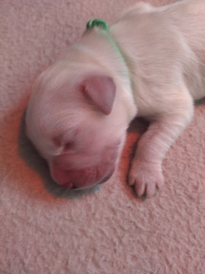 Chiot N°8