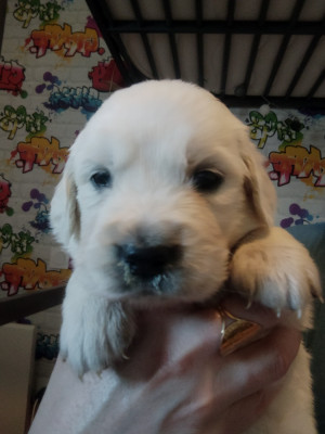 Chiot N°4