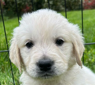 CHIOT 5
