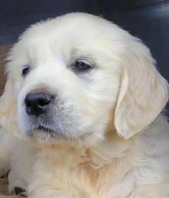 CHIOT 3