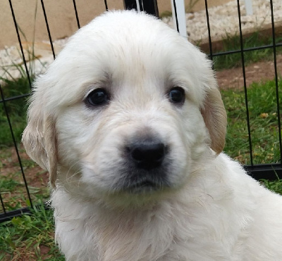 CHIOT 6