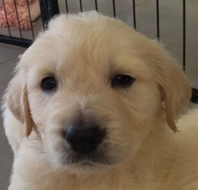 CHIOT 9