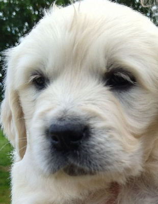 CHIOT 1