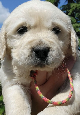 CHIOT 8