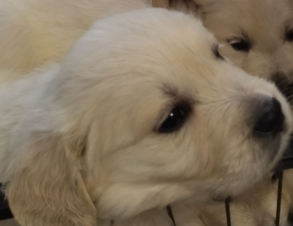 Des Vents Sacrés D'Aubrio - Chiots disponibles - Golden Retriever