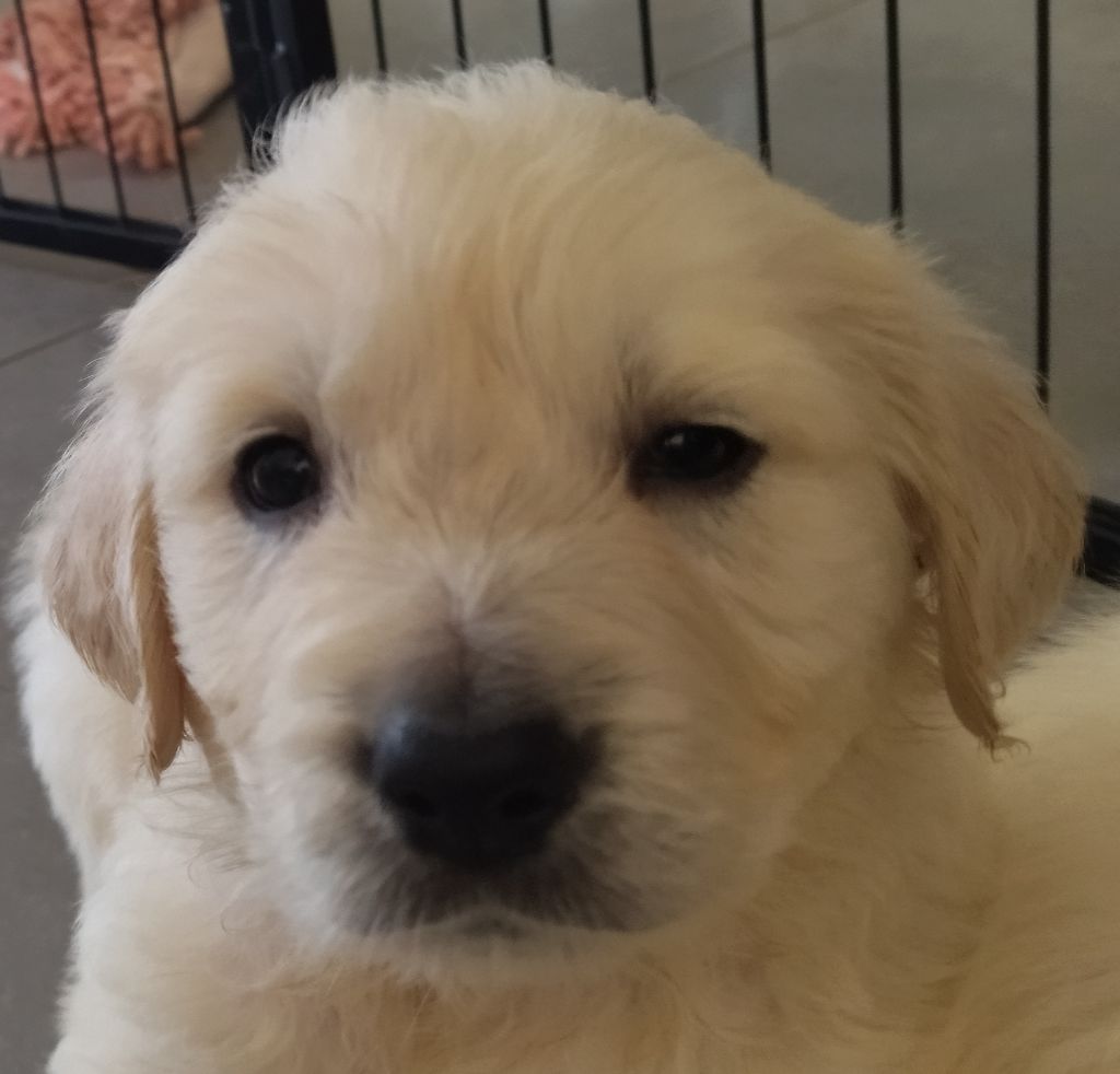 Des Vents Sacrés D'Aubrio - Chiots disponibles - Golden Retriever