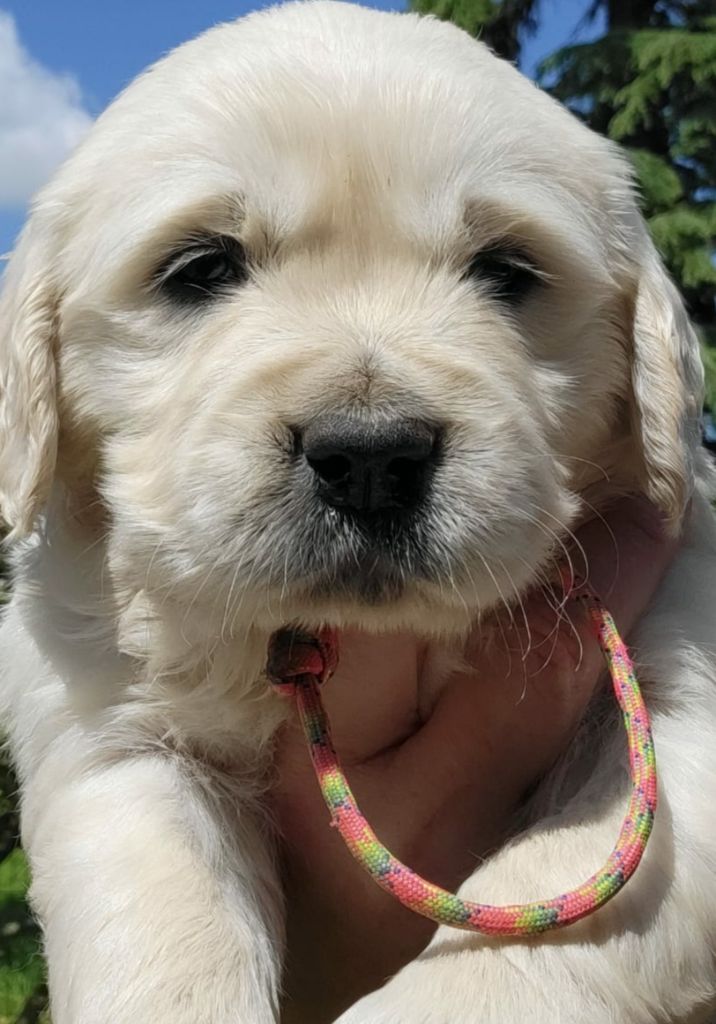 Des Vents Sacrés D'Aubrio - Chiots disponibles - Golden Retriever
